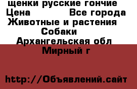 щенки русские гончие › Цена ­ 4 000 - Все города Животные и растения » Собаки   . Архангельская обл.,Мирный г.